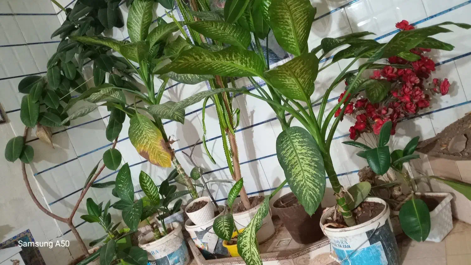 گل های زیبا|گل و گیاه طبیعی|یاسوج, |دیوار