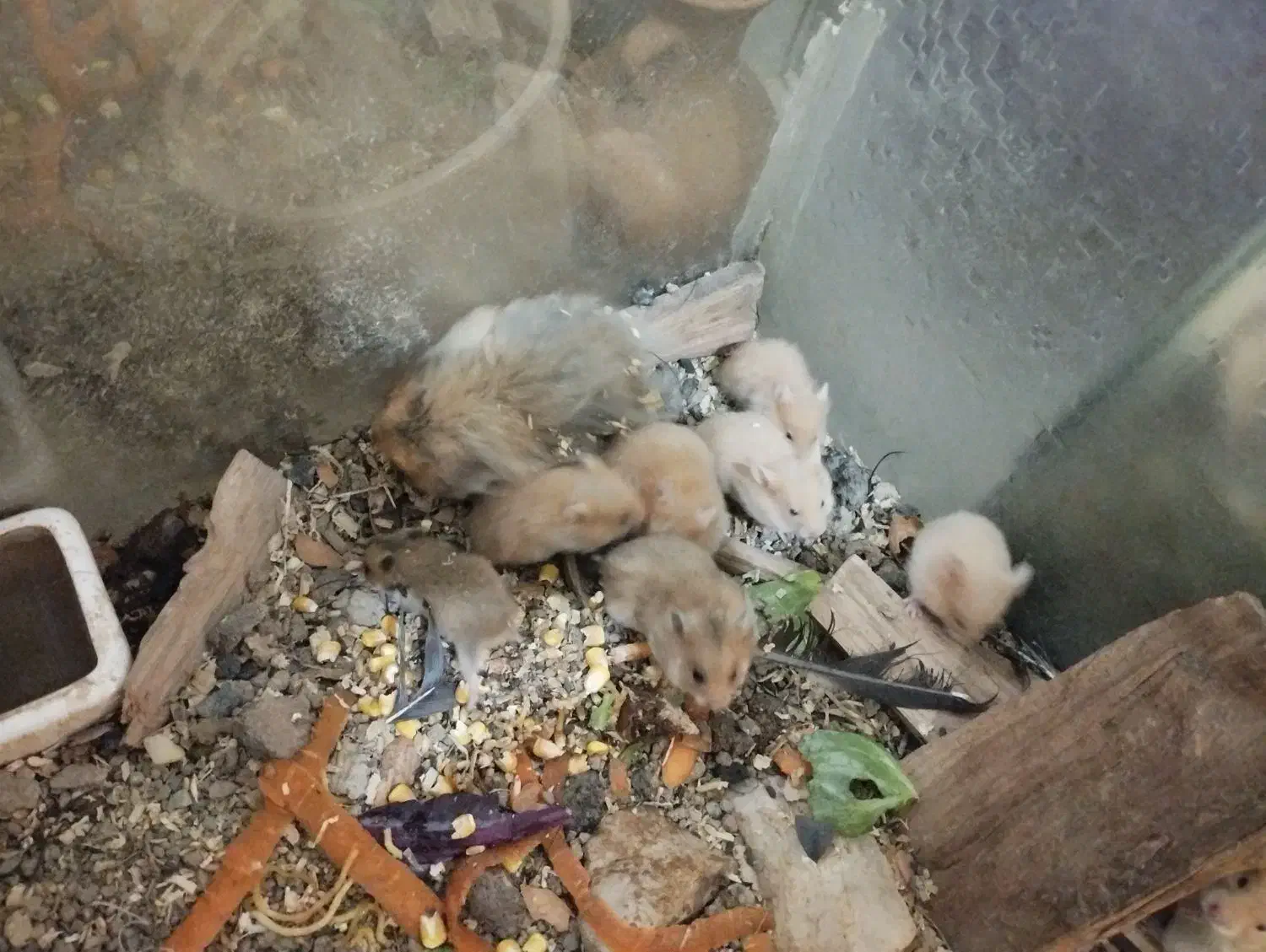 بچه همستر|موش و خرگوش|کرمانشاه, |دیوار