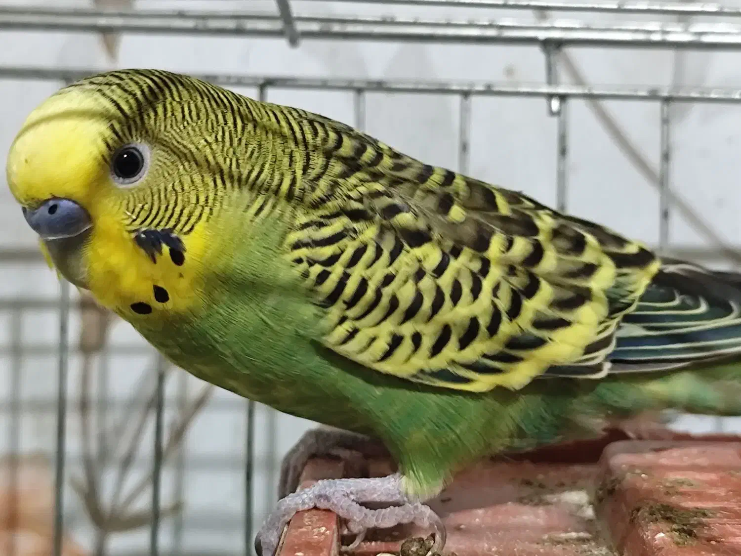 طوطی مرغ عشق|پرنده|جیرفت, |دیوار