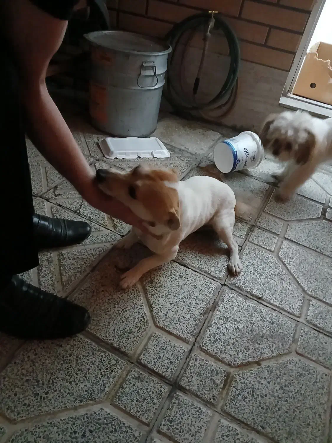 واگذاری پاپی|سگ|اصفهان, باتون|دیوار