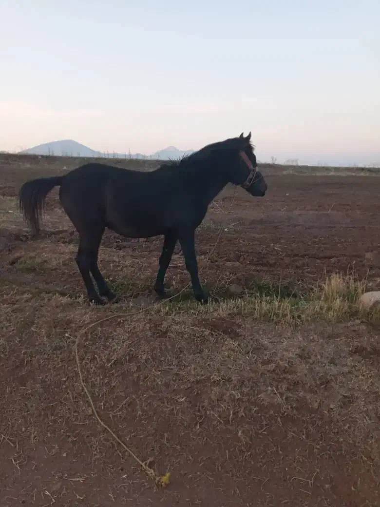 اسب نر|اسب و تجهیزات اسب‌سواری|مرند, |دیوار