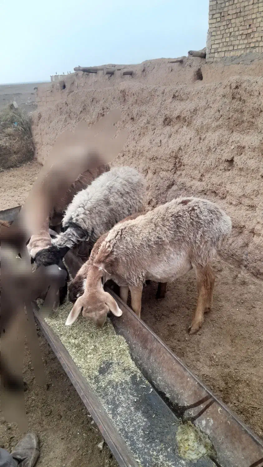 کاوور دودندان با میش جوان شکم سه|حیوانات مزرعه|تربت جام, جامرود|دیوار