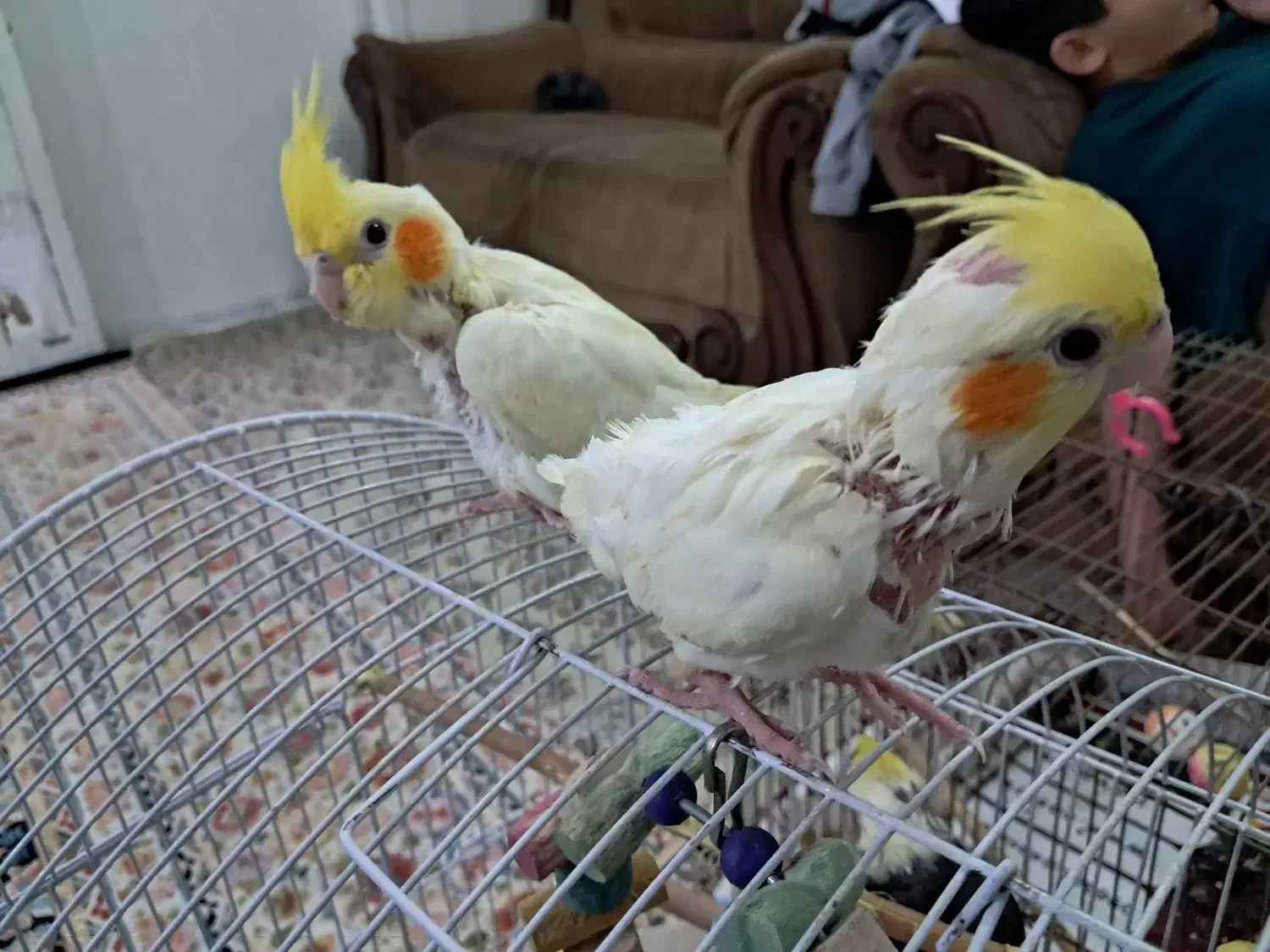 عروس هلندی|پرنده|قم, شهرک امام حسن|دیوار