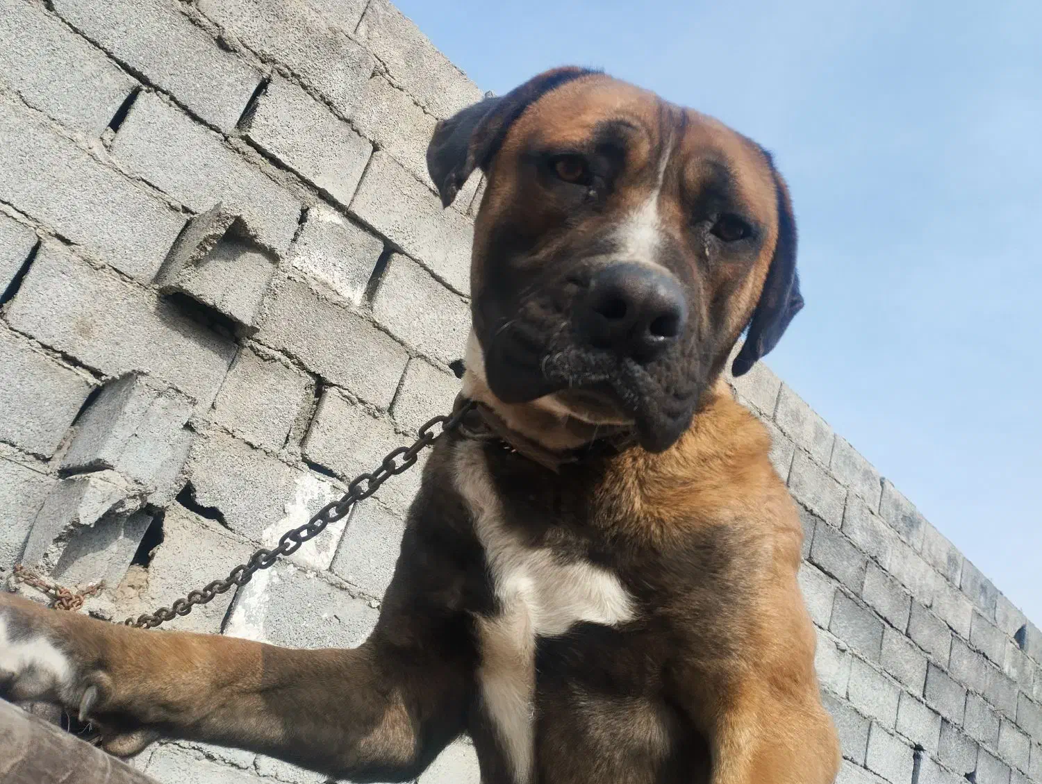 پیتبول کنکورسو گم شده در شاندیز|حیوانات|شاندیز, |دیوار