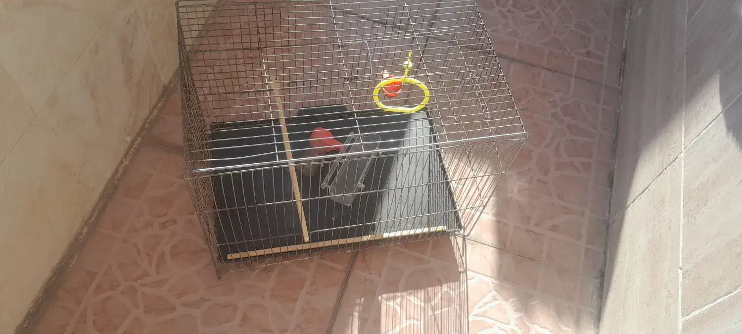 قفس|لوازم جانبی حیوانات|تبریز, |دیوار