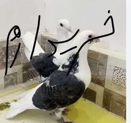 مجسمه کبوتر|مجسمه، تندیس، ماکت|زابل, |دیوار