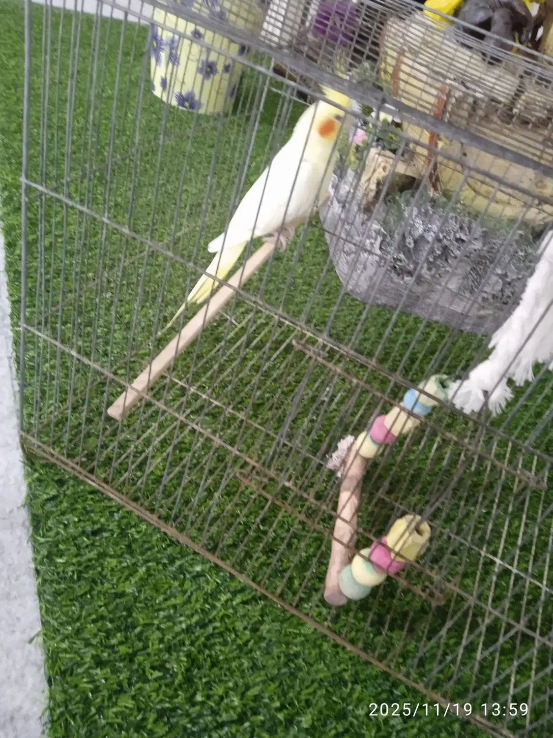 عروس هلندی|پرنده|رامهرمز, |دیوار