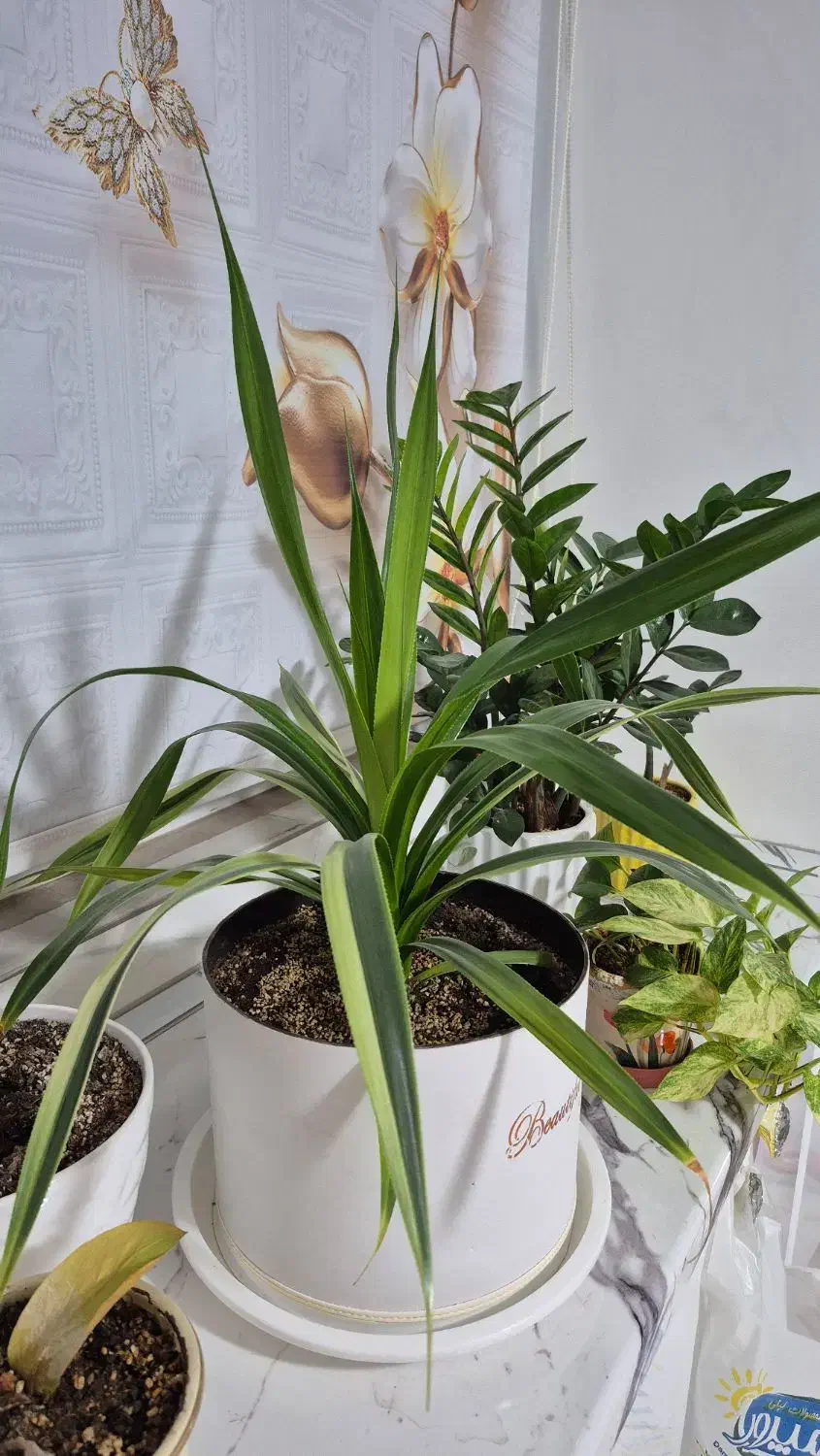 چندتا گل طبیعی|گل و گیاه طبیعی|اراک, |دیوار