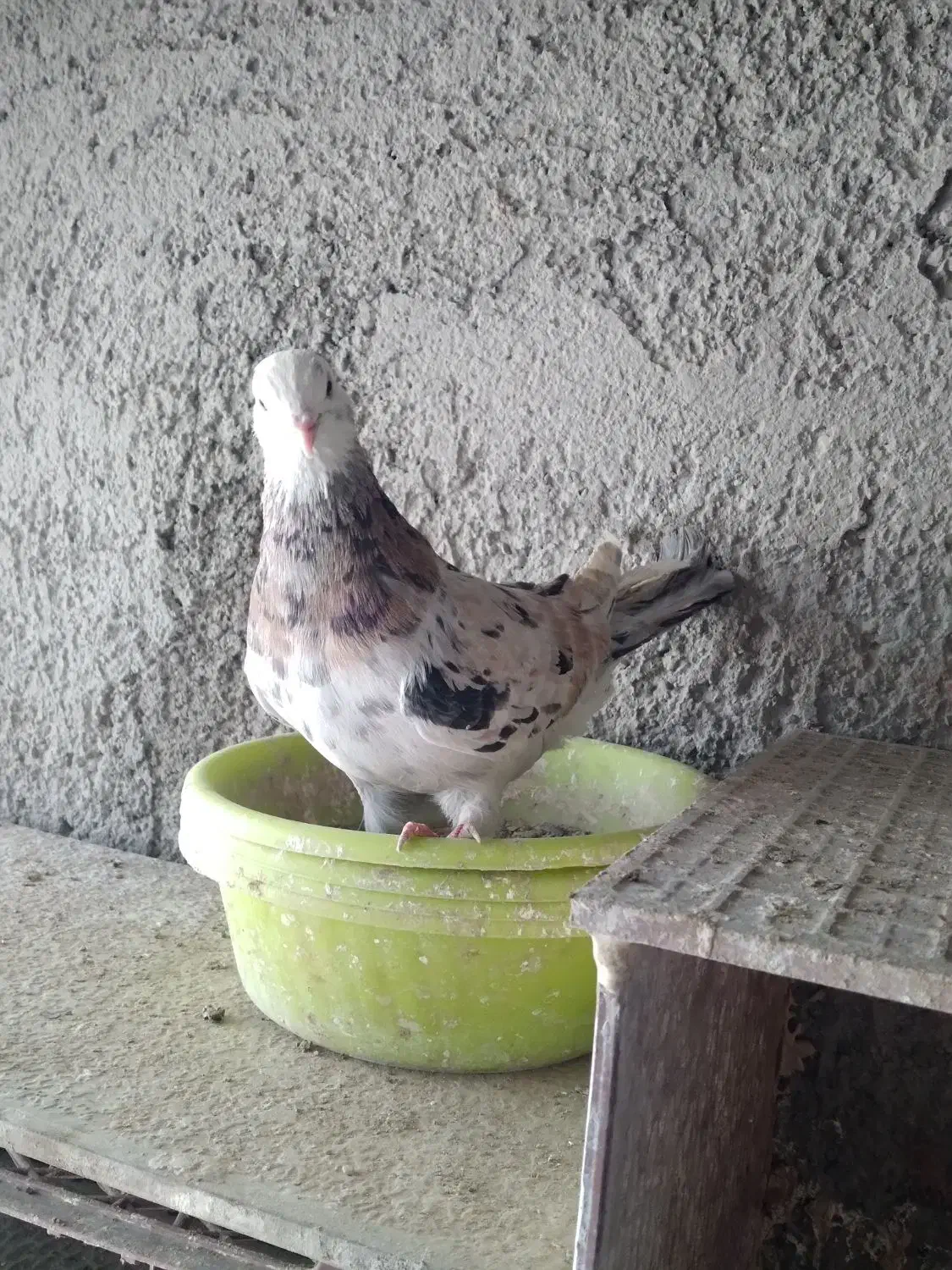 کفترسورور چاپی  آسمان خراش|پرنده|ری, علایین|دیوار