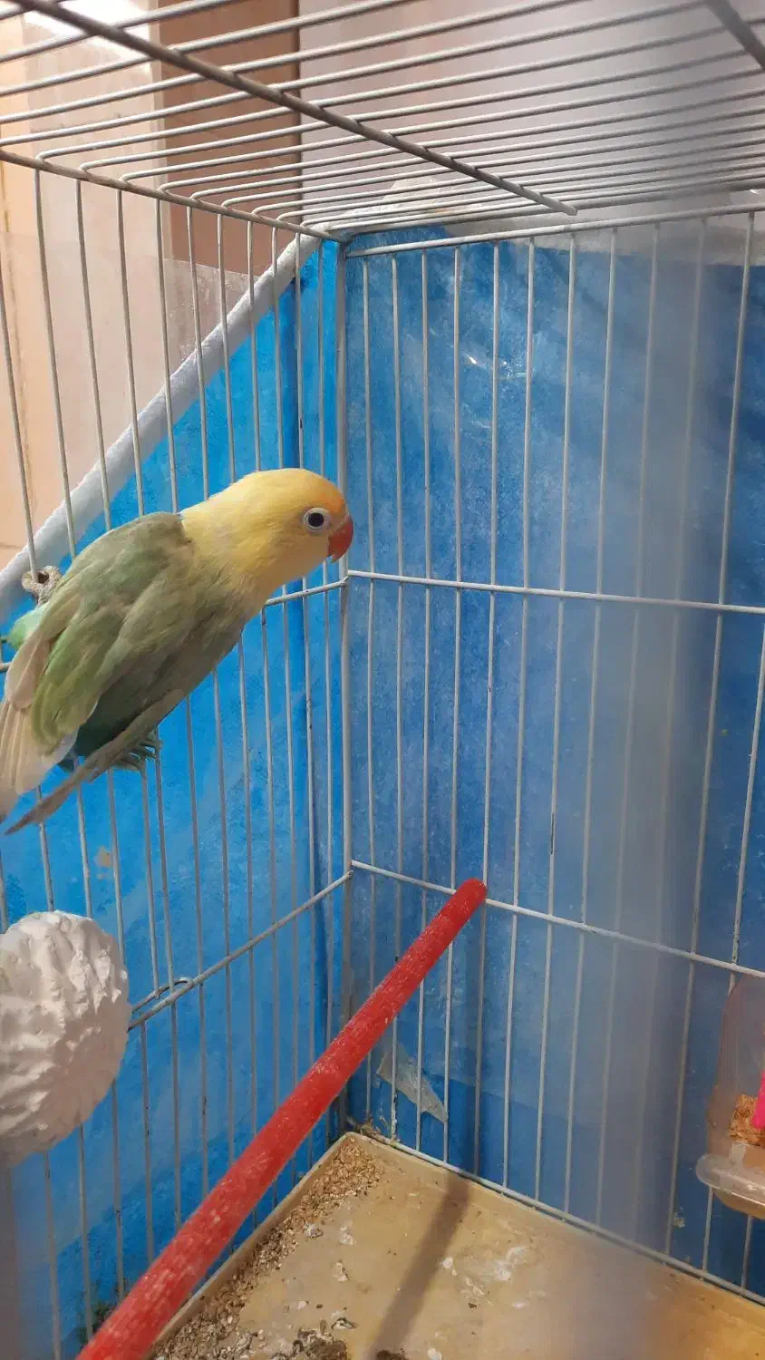 جوجه کوتوله دونخور|پرنده|مهریز, |دیوار