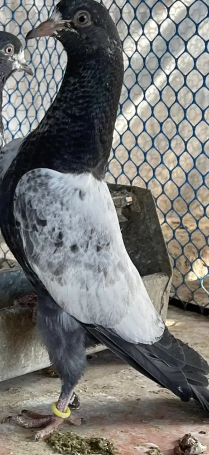 کبوتر|پرنده|ساری, |دیوار