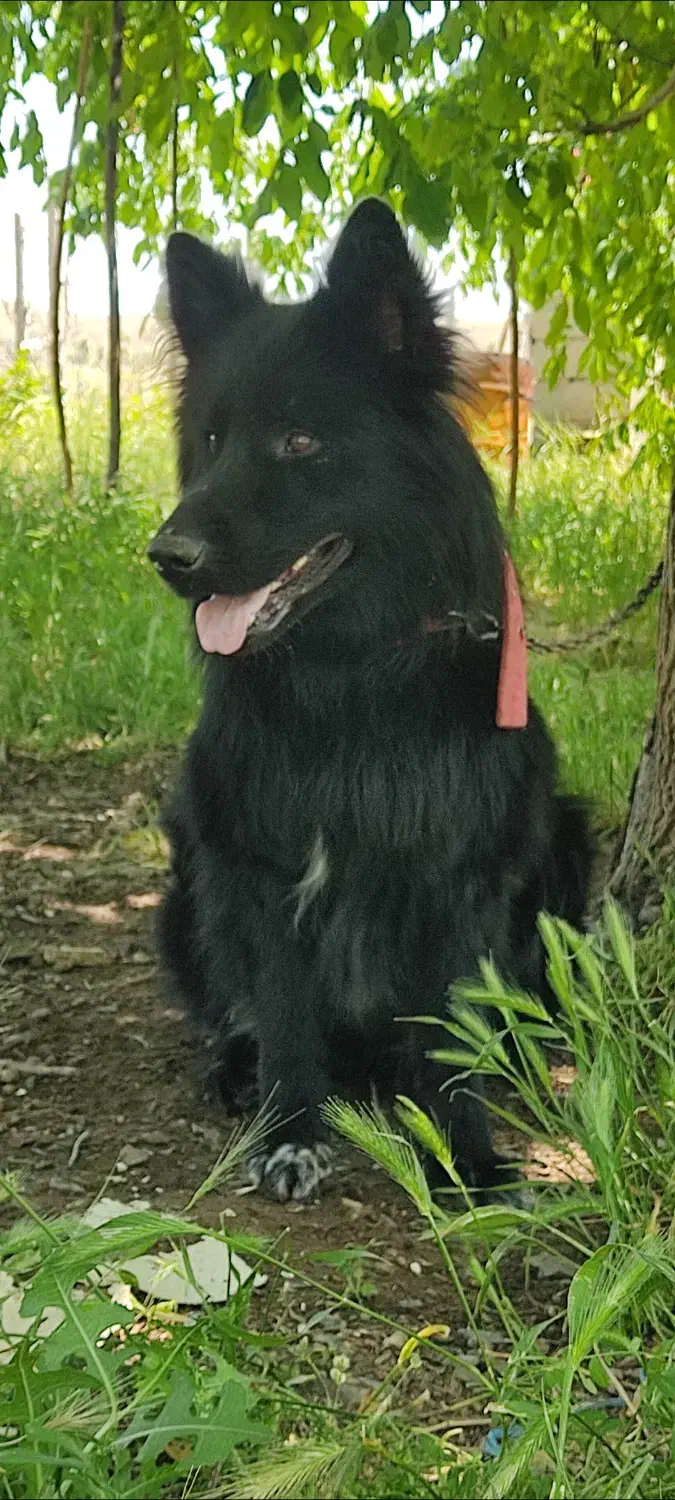 ژرمن|سگ|سقز, |دیوار