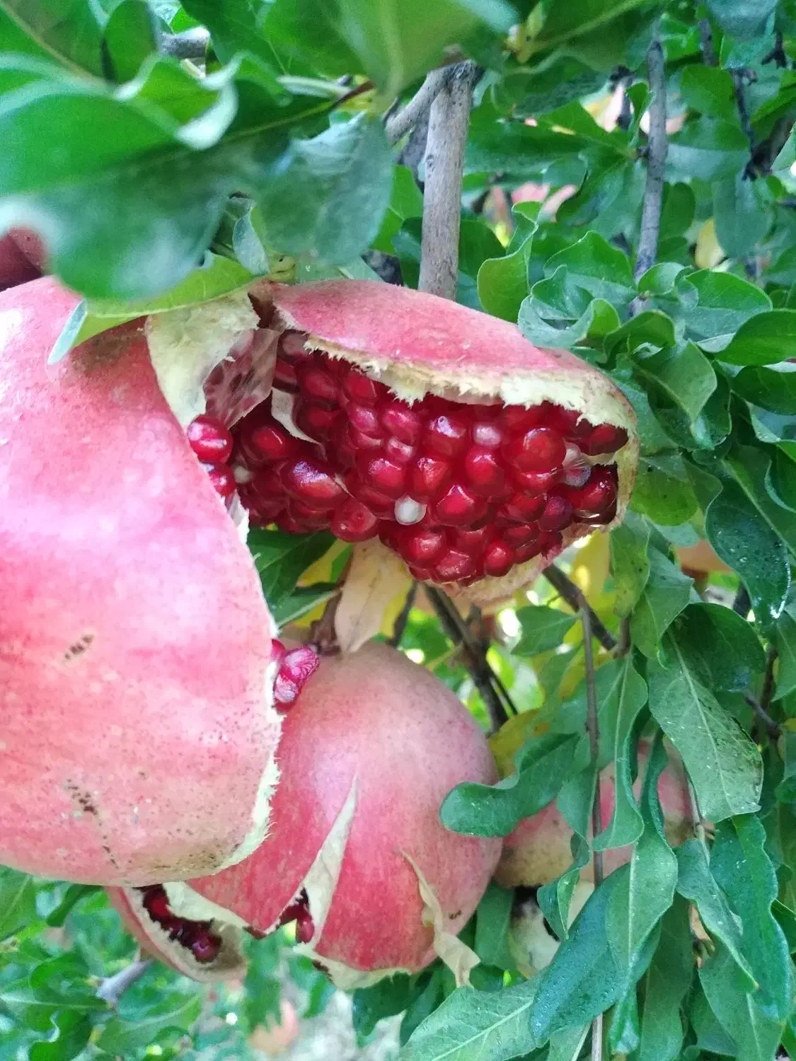 فروش انار خطی ترکیده و میدانی|خوردنی و آشامیدنی|بختگان, |دیوار