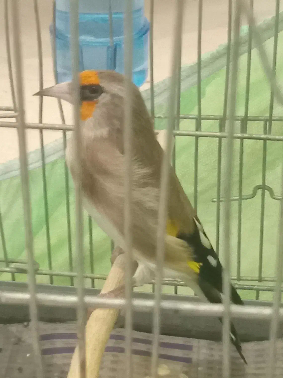 سهره دورگ کرمونی جوجه پارسال|پرنده|تهران, حر|دیوار