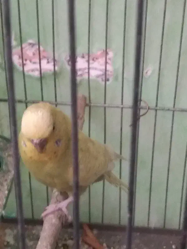 مرغ عشق|پرنده|اراک, |دیوار