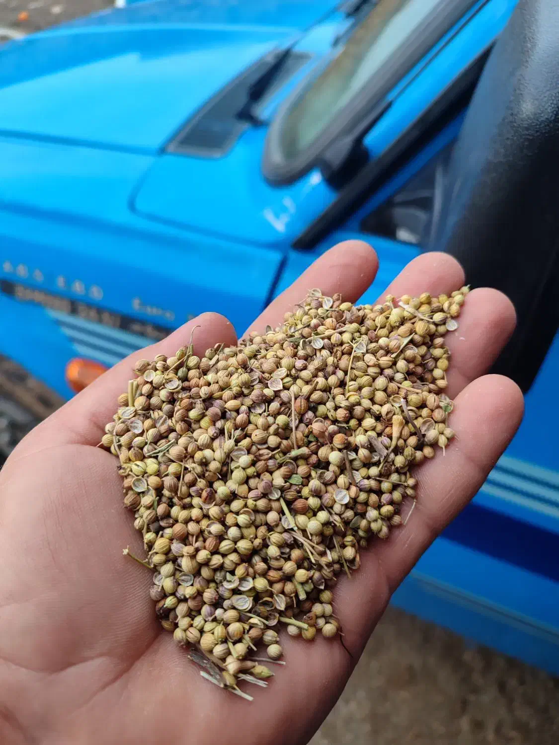 گشنیز|خدمات باغبانی و درختکاری|نهاوند, |دیوار