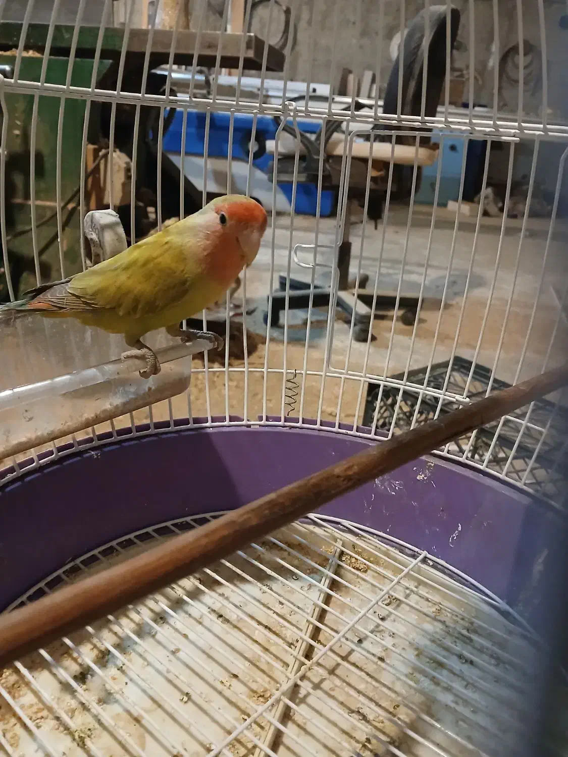 طوطی کتوله نر 8ماهه|پرنده|فرخ‌شهر, |دیوار