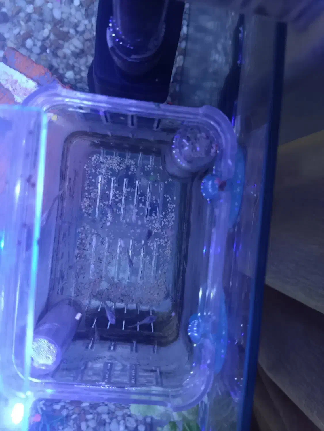 ماهی آکواریومی|ماهی|سنندج, |دیوار