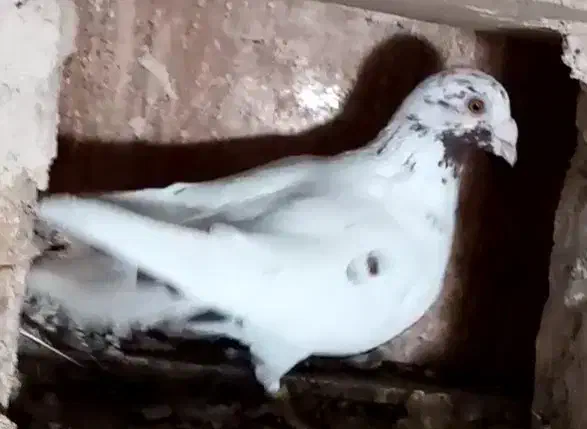 کبوتر کارل میولمنز|پرنده|تربت‌حیدریه, بازار|دیوار