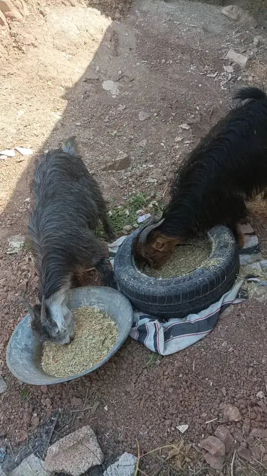 بیگ|حیوانات مزرعه|مسجد سلیمان, |دیوار