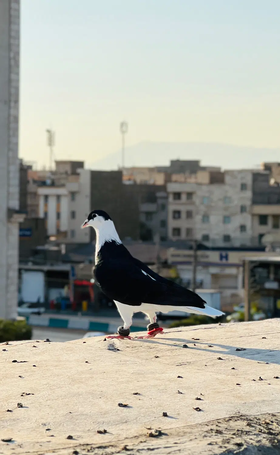 کفتر افغان و طوقی|پرنده|تهران, نعمتآباد|دیوار