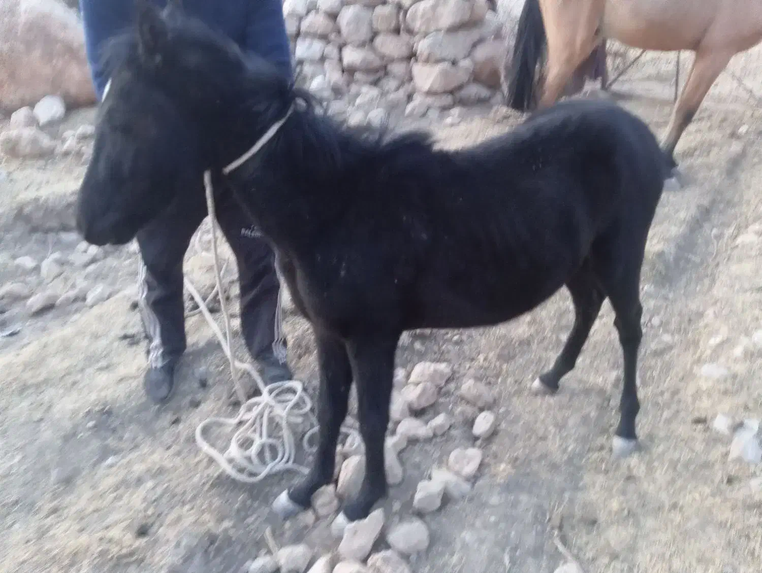 مادیون|اسب و تجهیزات اسب‌سواری|کوهمره, |دیوار