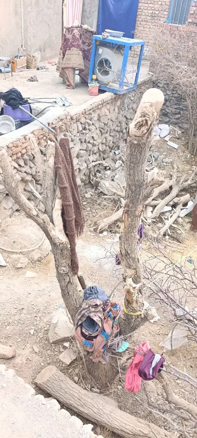 فروش کنده درخت|عمدهفروشی|گزیک, |دیوار