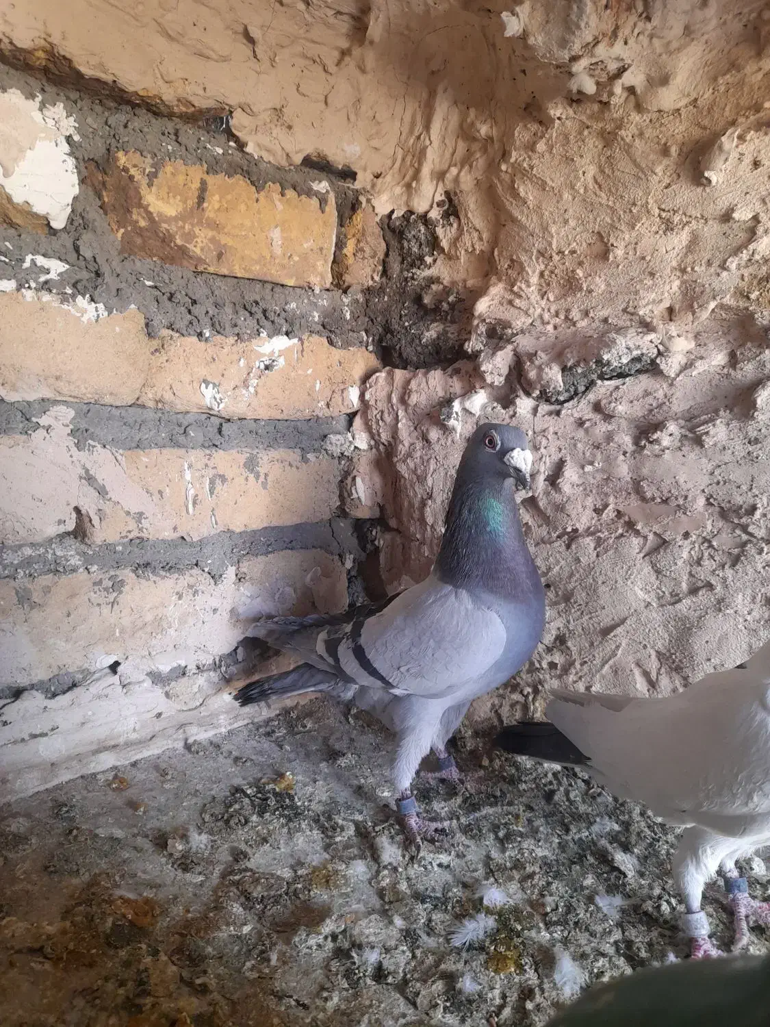 پلنگ کرمونی و سبز خط دار|پرنده|رشتخوار, |دیوار