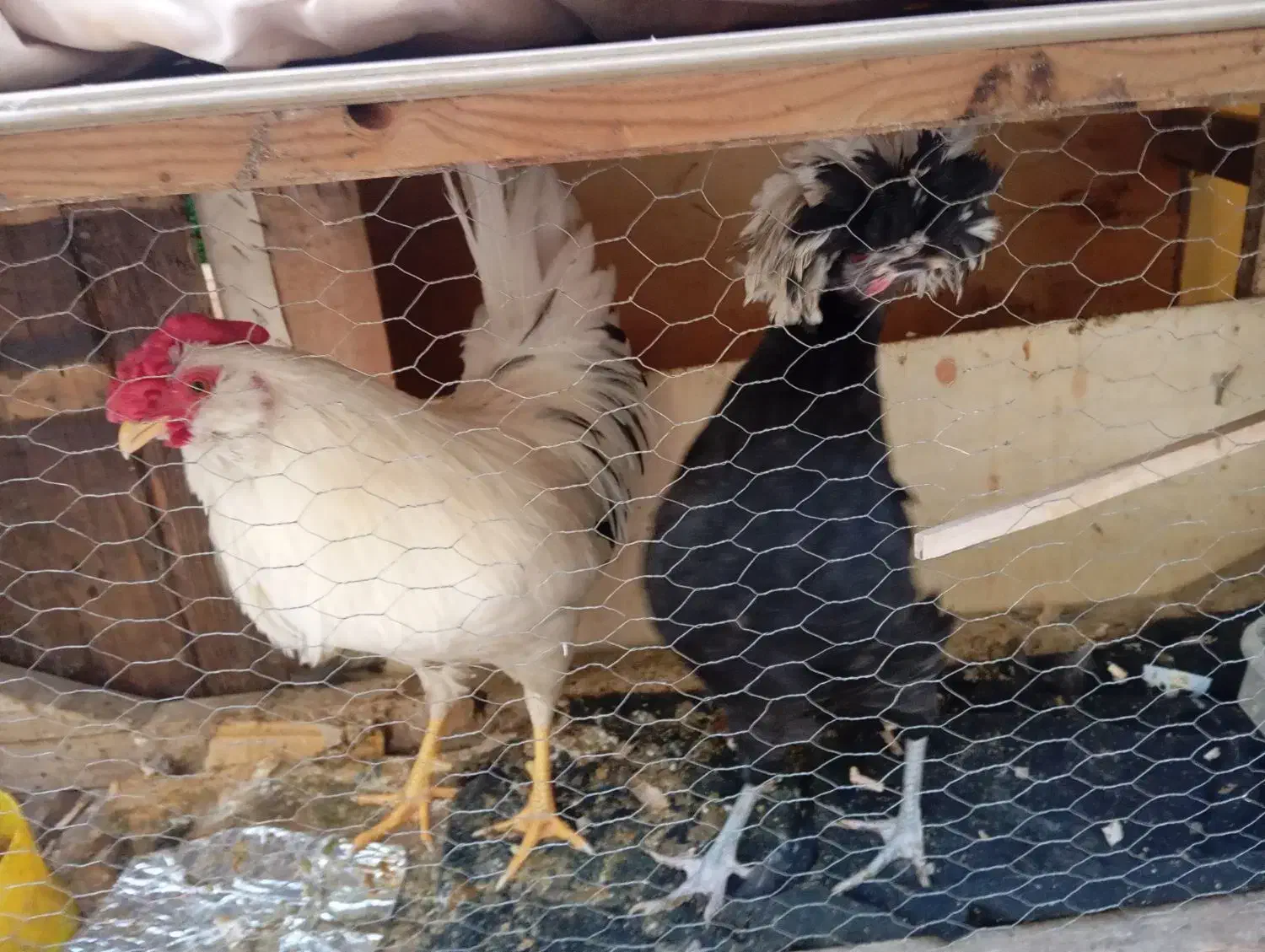 مرغ و خروس|حیوانات مزرعه|قم, سرحوض|دیوار