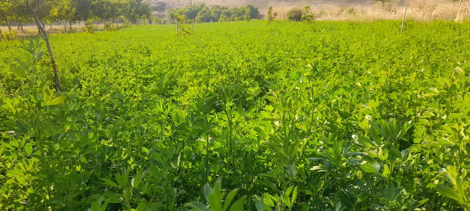 یونجه چین سوم|حیوانات مزرعه|الیگودرز, |دیوار