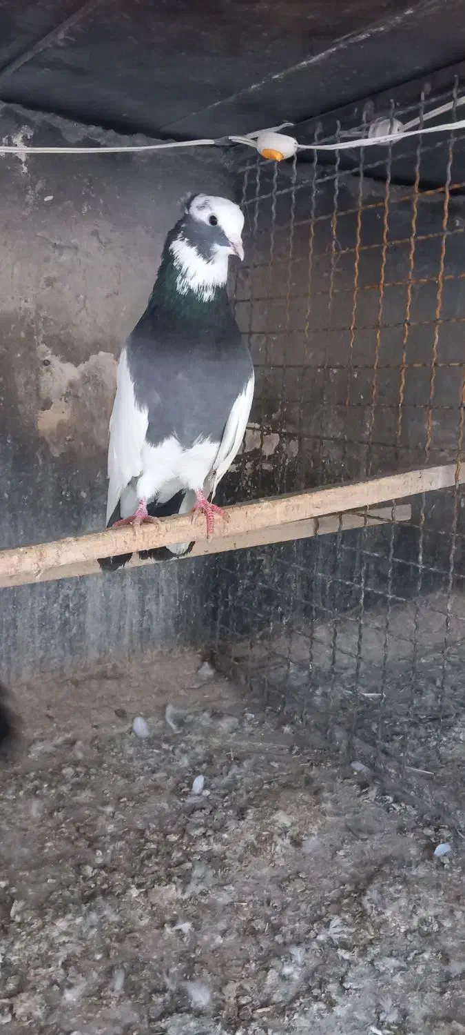 کبوتر ابلاغ|پرنده|کرمانشاه, |دیوار