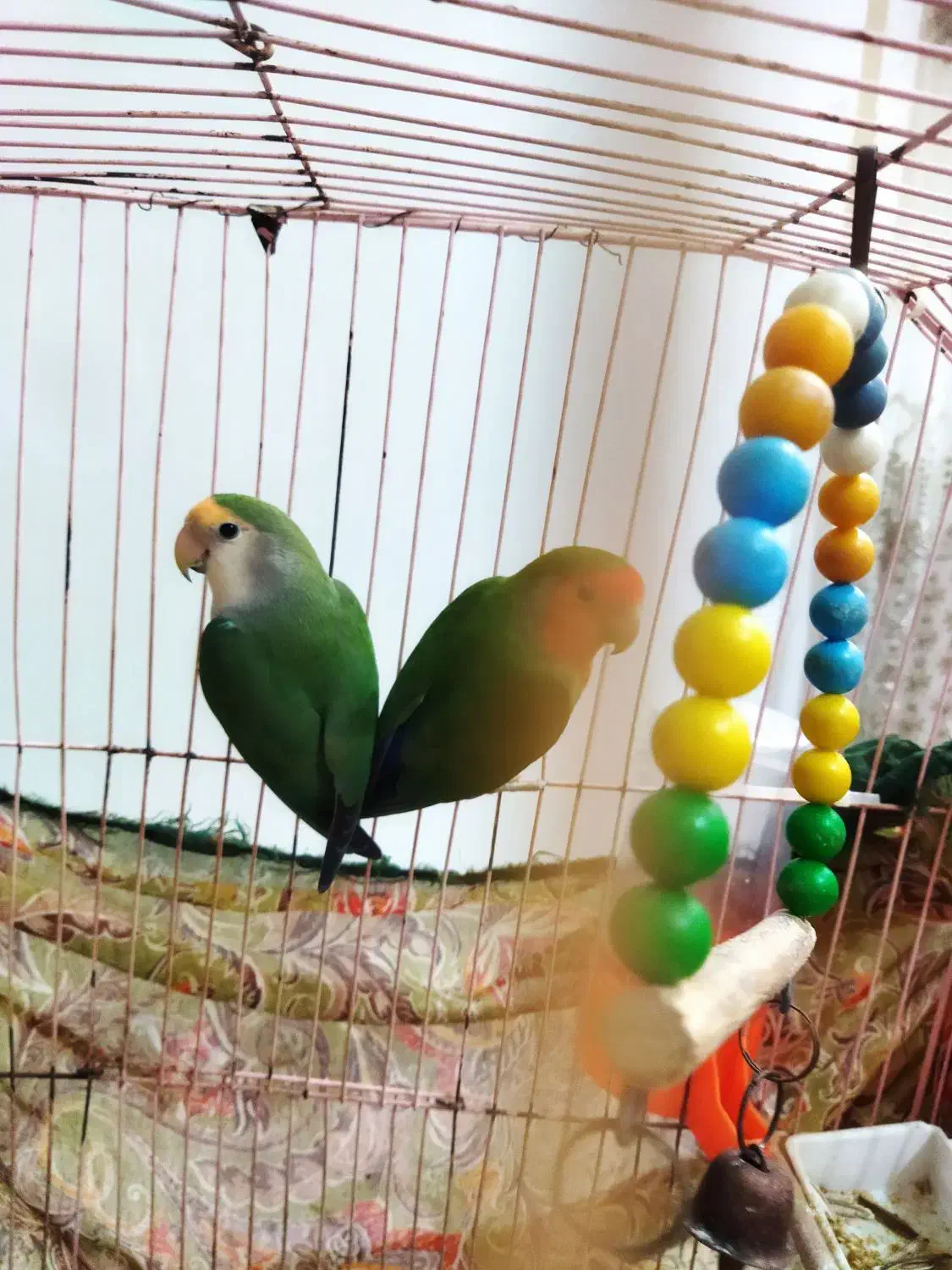 طوطی برزیلی پرنده دوست داشتنی وبا هوش|پرنده|بوشهر, |دیوار