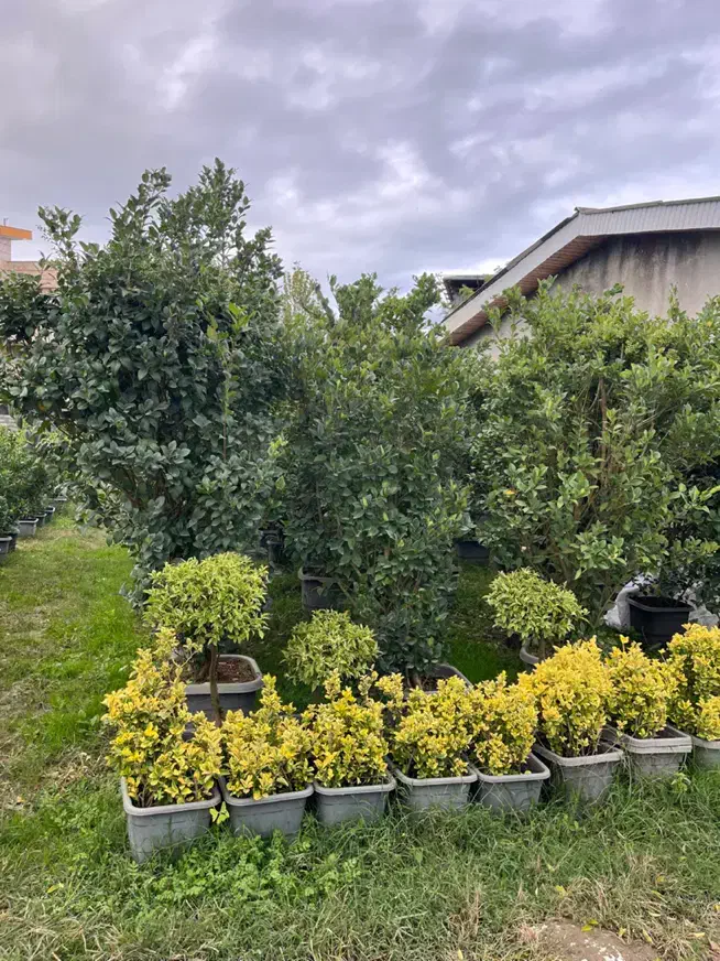 گلخانه گل درخت|گل و گیاه طبیعی|سیرجان, |دیوار