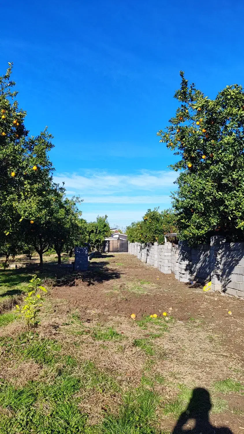 ۶۰۰ متر زمین داخل بافت همراه با پروانه ساخت|فروش زمین و ملک کلنگی|نشتارود, |دیوار