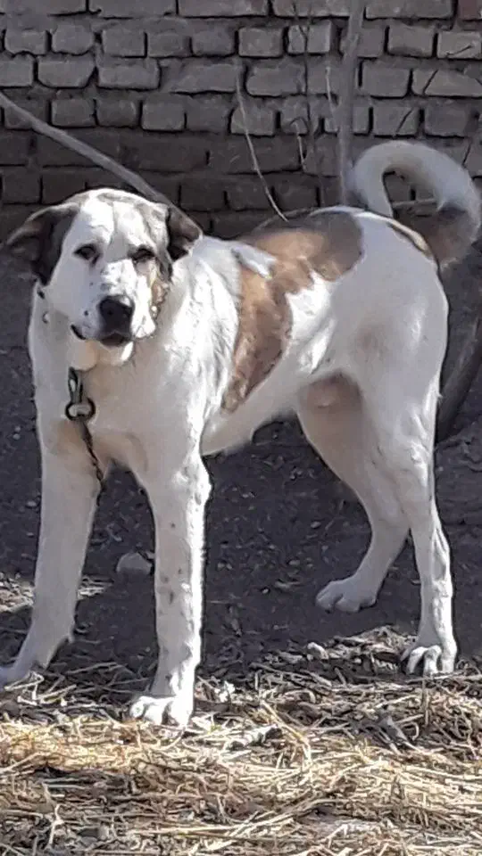 سگ سرابی|سگ|مبارکه, |دیوار