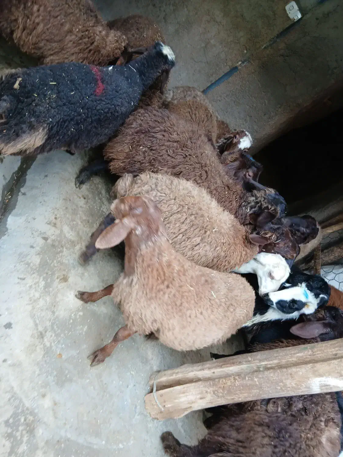 بره نره مهربان۲۵ عدد|حیوانات مزرعه|اسدآباد, |دیوار