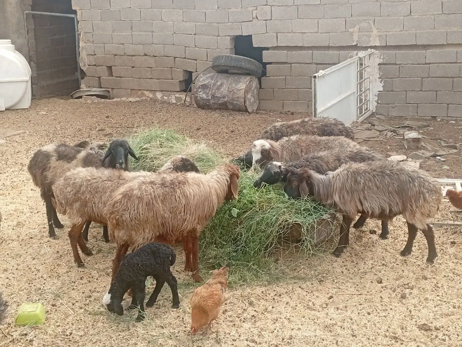 میش بره دار|حیوانات مزرعه|فسا, |دیوار