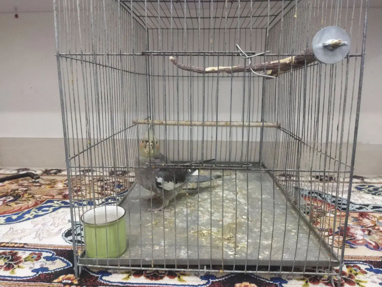 عروس پاریس ۸ ماهه سینامون نیمه دستی|پرنده|اهواز, فرهنگ شهر|دیوار