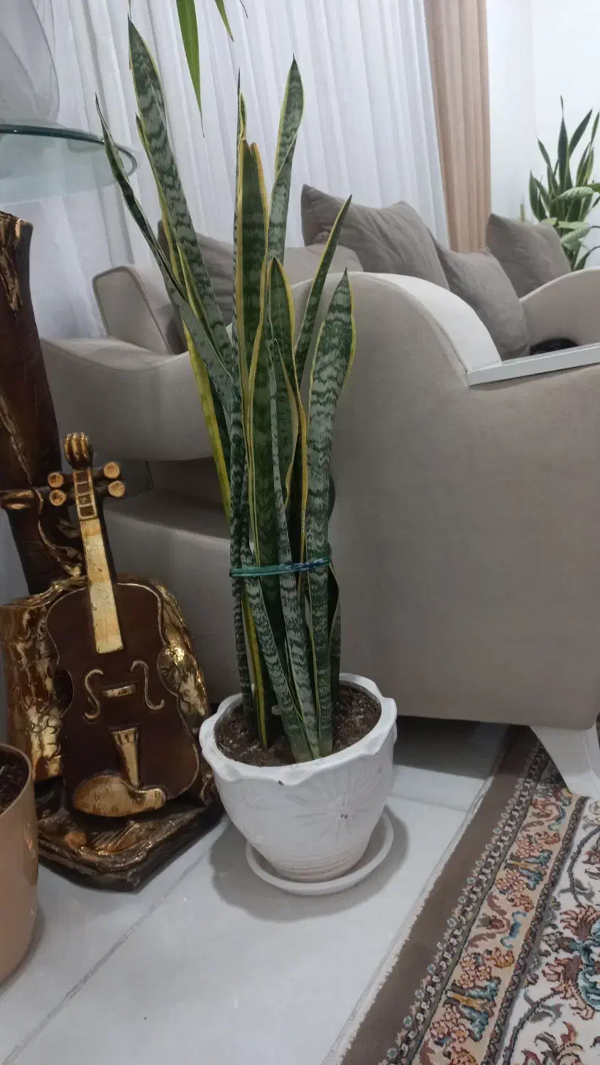 گل سانسوریا لبه طلایی|گل و گیاه طبیعی|ایلام, |دیوار