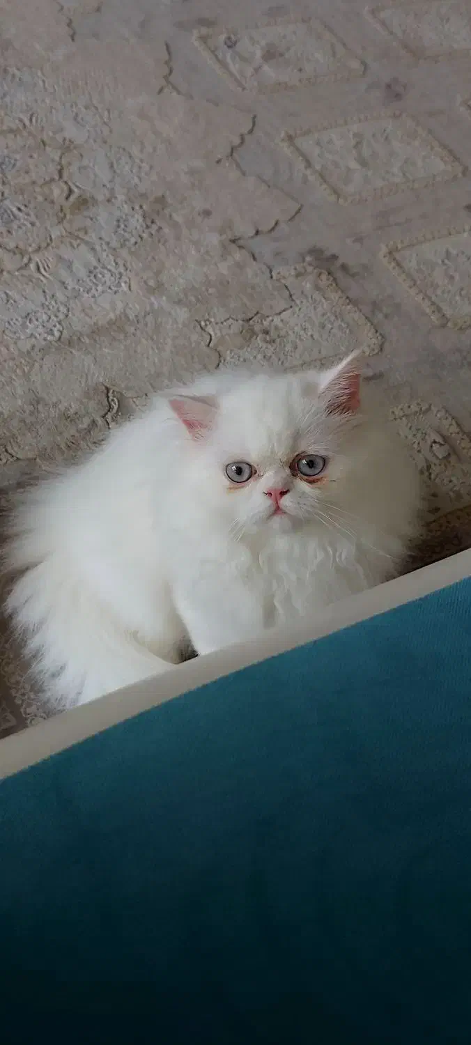 گربه پرشین نر سوپرفلت|گربه|رشت, پل تالشان|دیوار