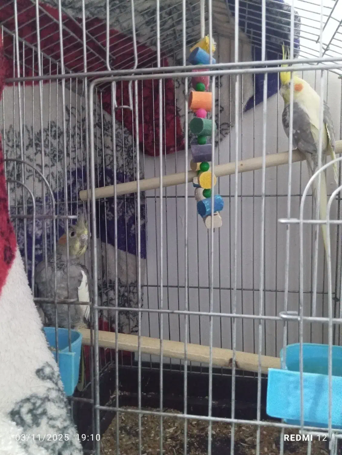 عروس هلندی|پرنده|بندرعباس, |دیوار