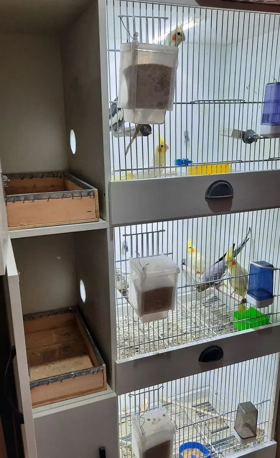 قفس پرنده و طوطی سانان همراه عروس هلندی یا جداجدا|لوازم جانبی حیوانات|شریفآباد, |دیوار