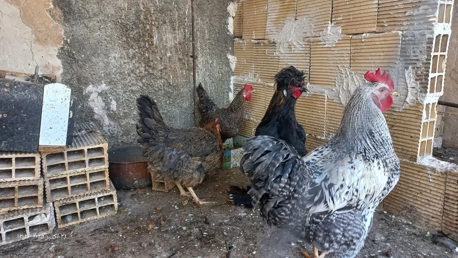 خروس۳۰۰|حیوانات مزرعه|بهارستان, |دیوار