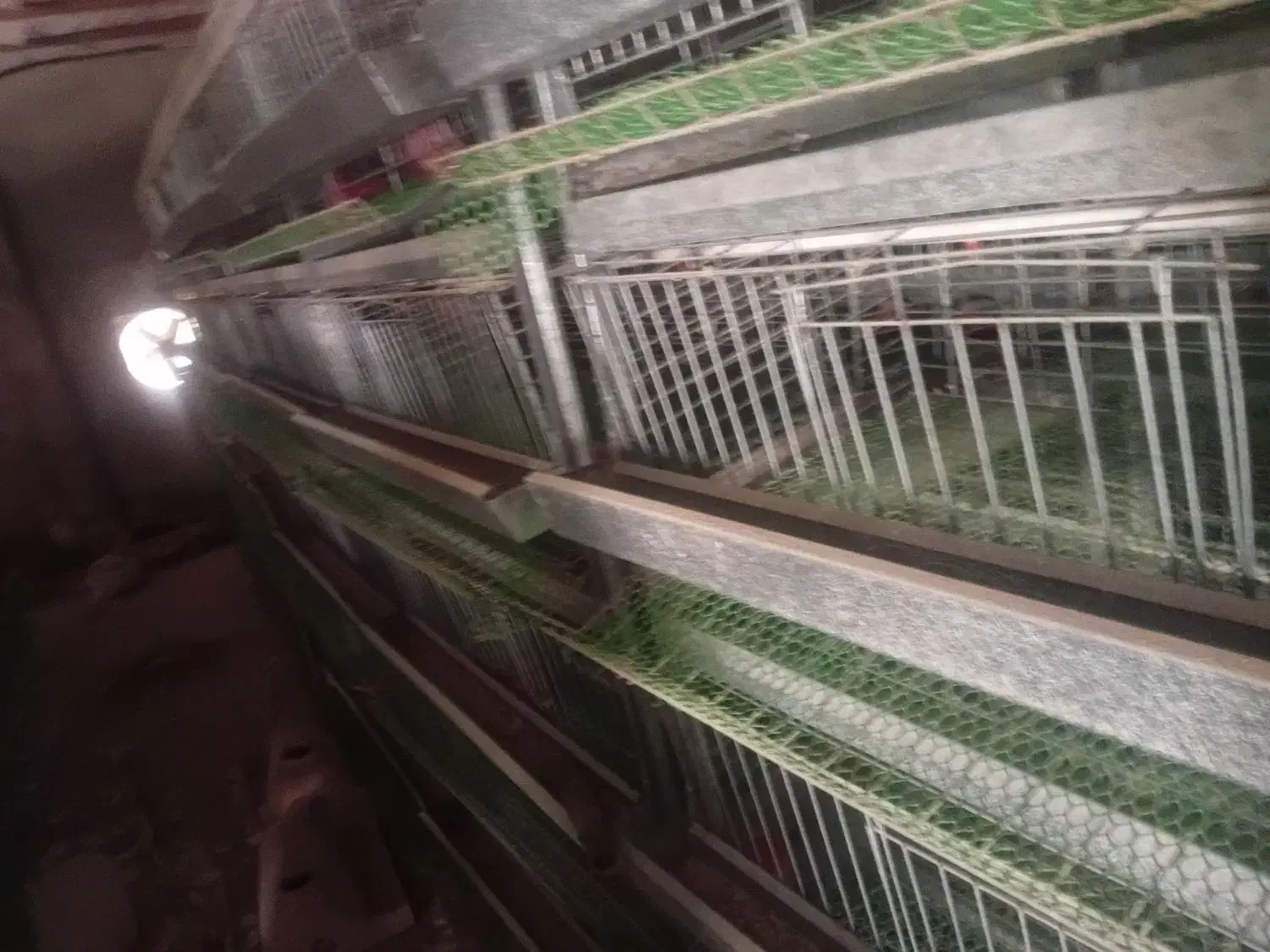 قفس دو طرفه ۴طبقه کبک و بلدرچین ومرغ|لوازم جانبی حیوانات|فردوس (خراسان), |دیوار