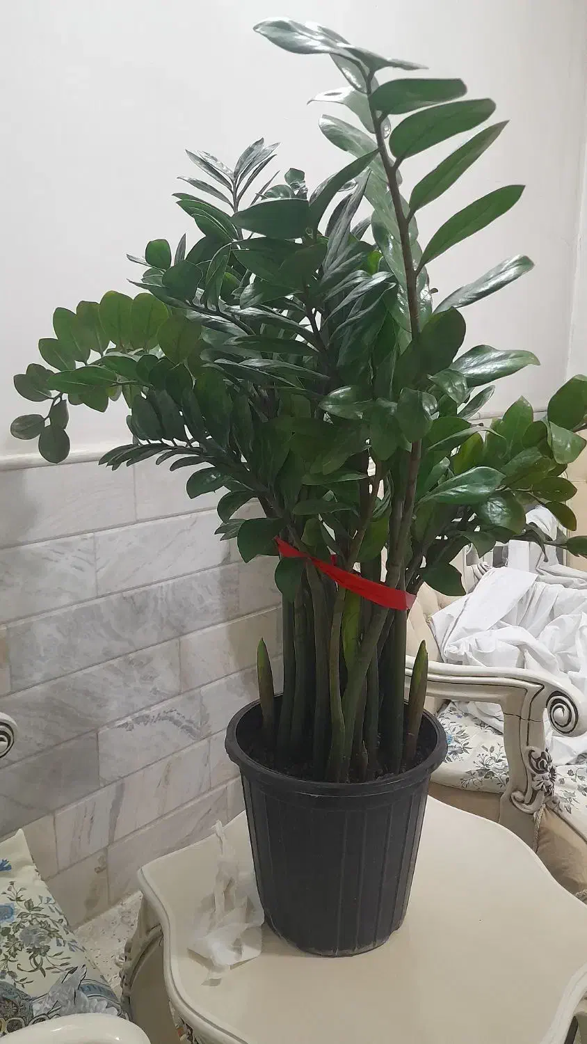 گل زاموفیلیا|گل و گیاه طبیعی|قم, شهرک مهدیه (مدرس)|دیوار