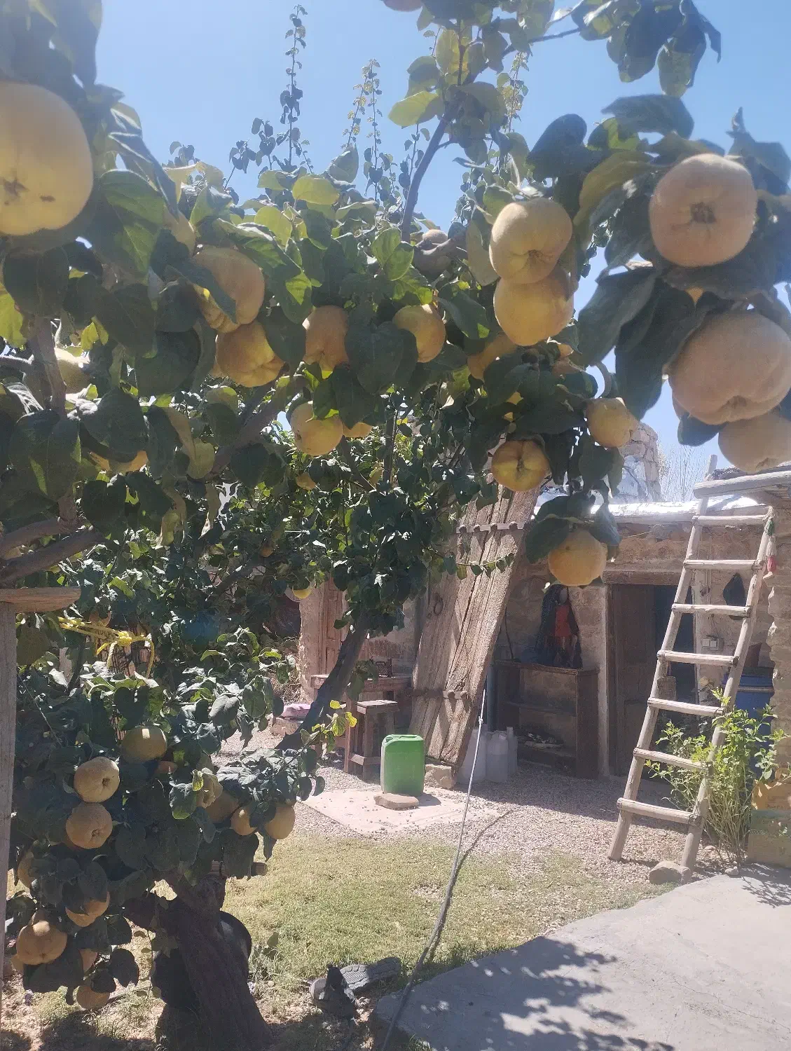 میوه به طبیعی|خوردنی و آشامیدنی|شیراز, کودیان|دیوار