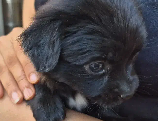 فزوش توله اشپیتز معمولی|سگ|کازرون, |دیوار