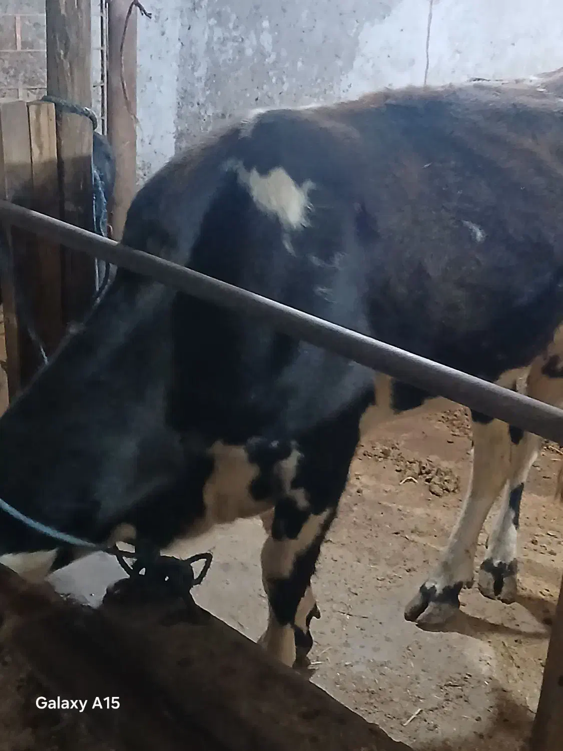 گاو دورگ هلشتاین وگوساله نر|حیوانات مزرعه|سنگر, |دیوار