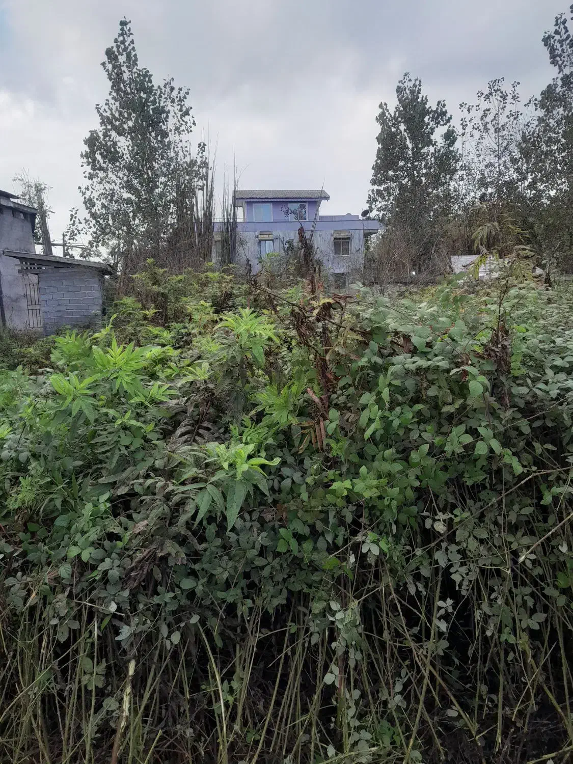علف زنی (چمن)با دستگاه چند کاره و سم پاشی|خدمات باغبانی و درختکاری|لاهیجان, بازکیاگوراب|دیوار