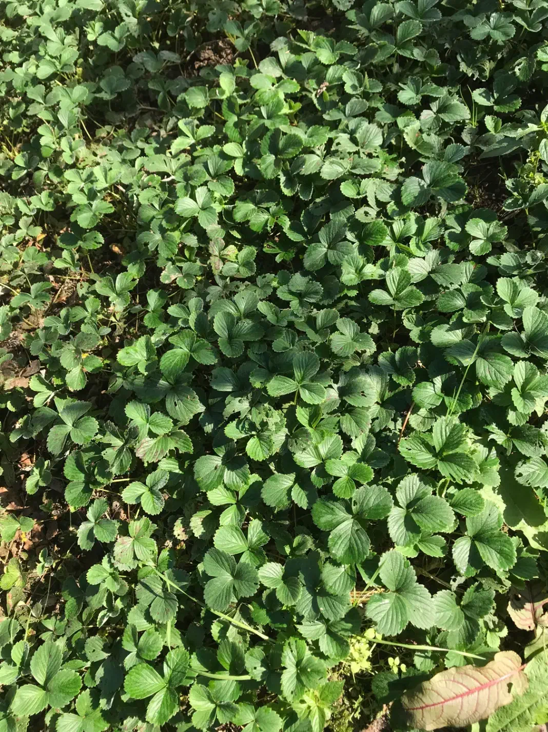 بوته و نشا توت فرنگی|خدمات باغبانی و درختکاری|آستانه اشرفیه, |دیوار